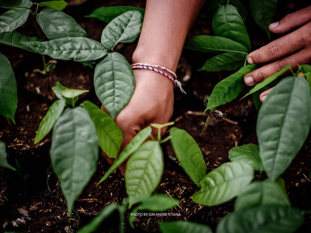 Regenerative agriculture: a hand tending to cocoa seedlings