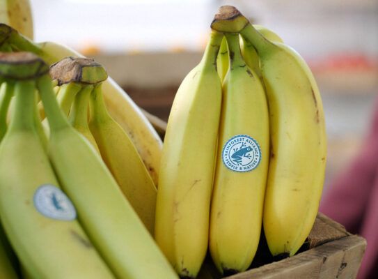 Banana bunch in a crate displaying Rainforest Alliance seal