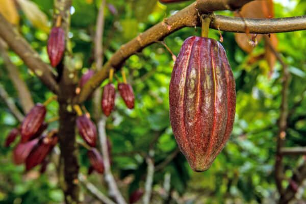 cocoa pods hanging from the tree