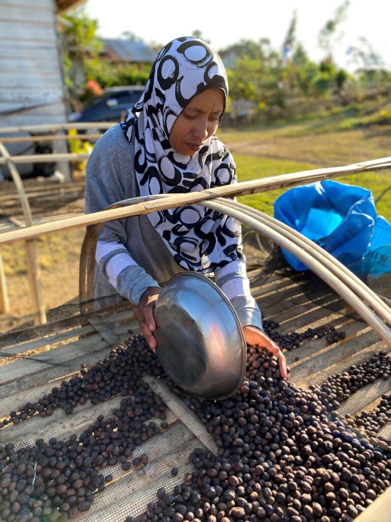 wanita menyortir ceri kopi