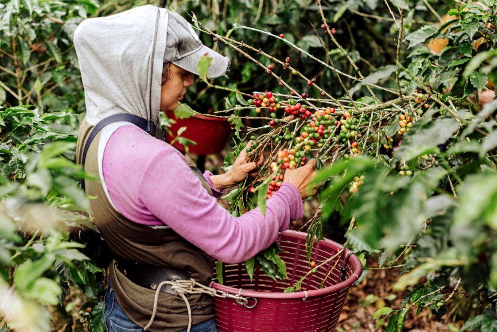woman picks cherries from coffee plant