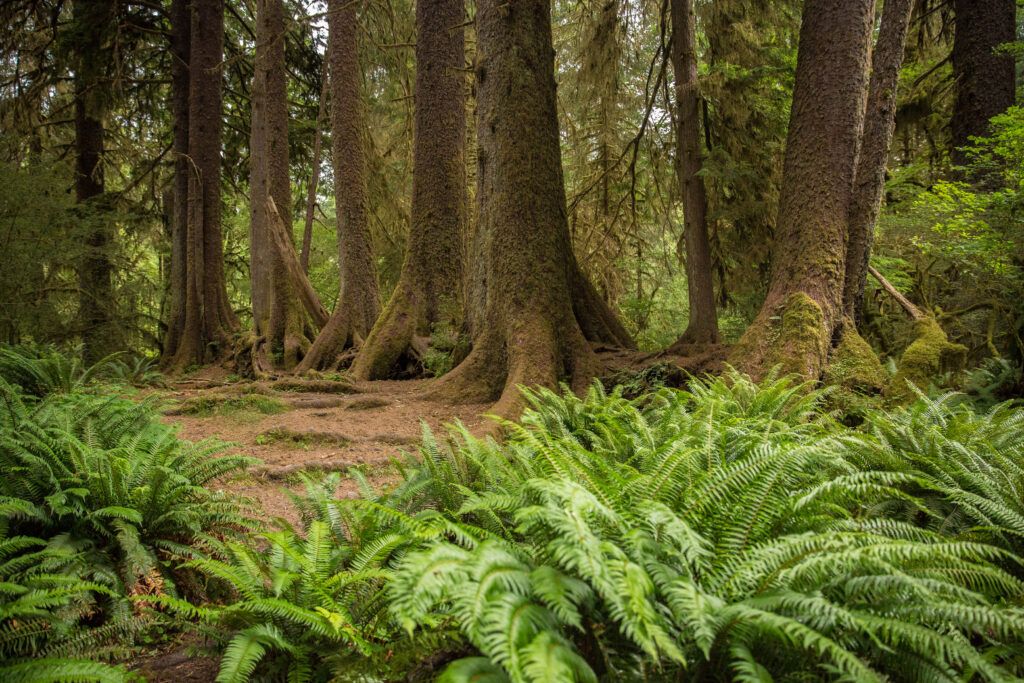 Collonade-in-Hoh-Rain-Forest