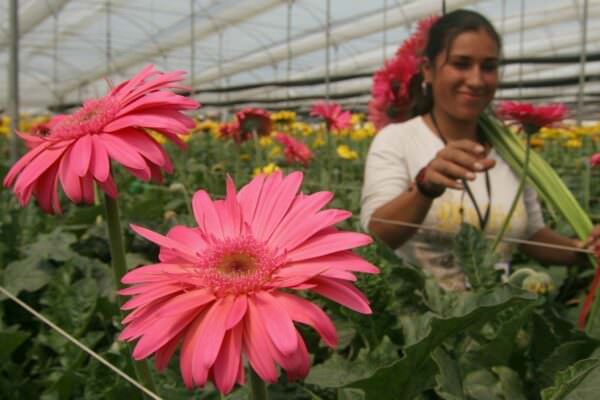 Rainforest Alliance Certified flower farms comply with the strict requirements of the Rainforest Alliance Sustainable Agriculture Standard.