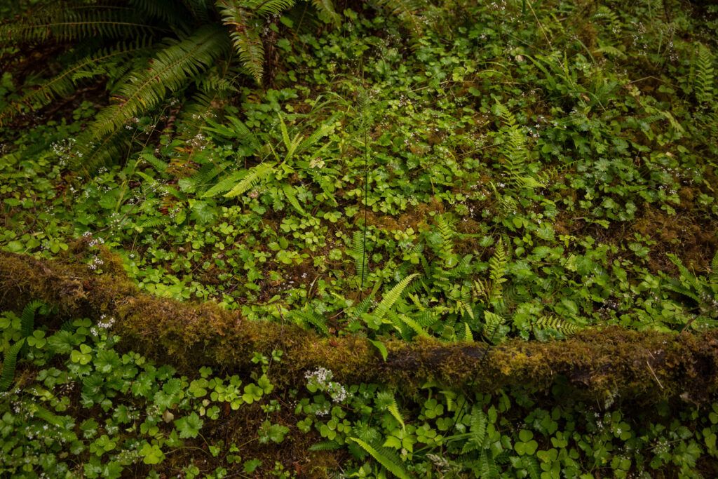Forest-floor-in-Hoh-Rain-Forest