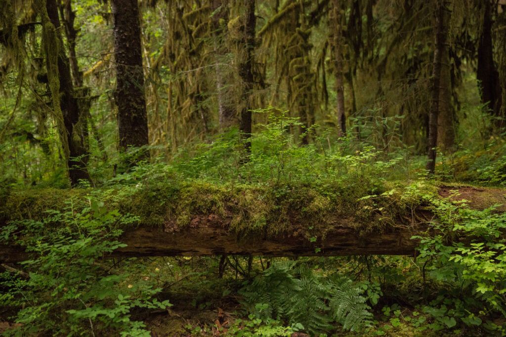 "Nurse log" in Hoh Rain Forest, Olympic National Park