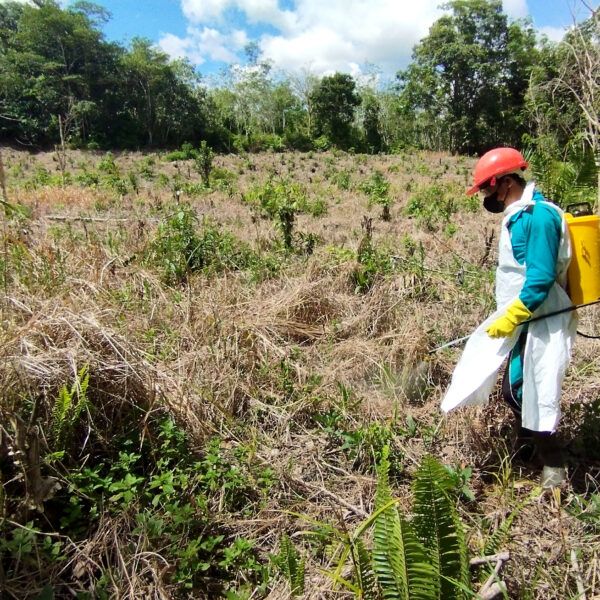 farmer in palm field
