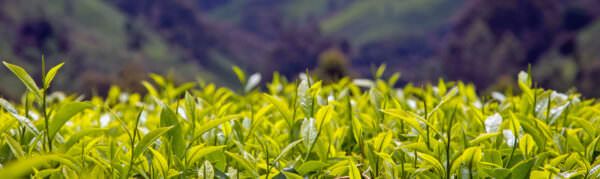 kenya tea field - header