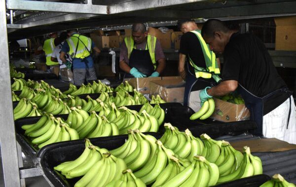 Trabajadores de banano