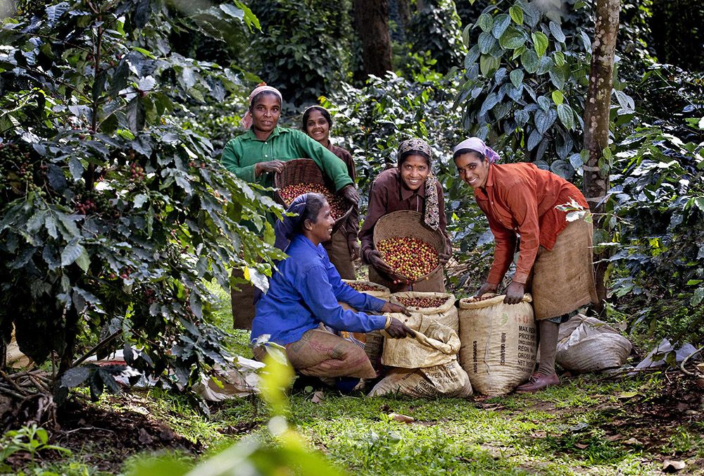 Proyecto de agricultura regenerativa en India